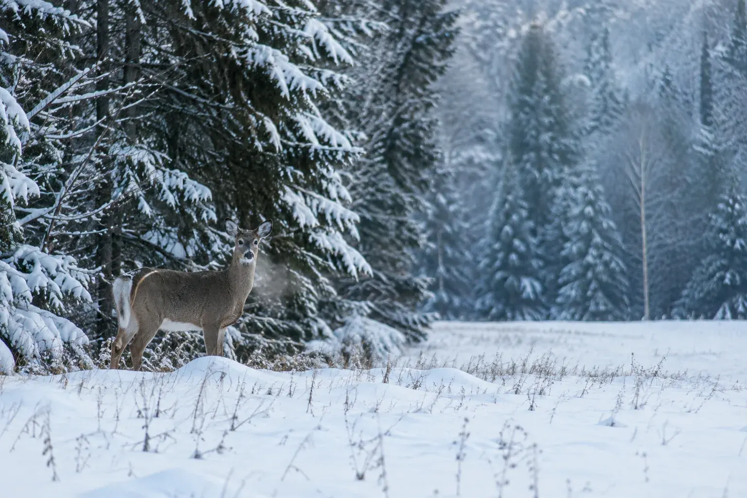 A white-tailed deer stands at the edge of a snowy forest clearing.